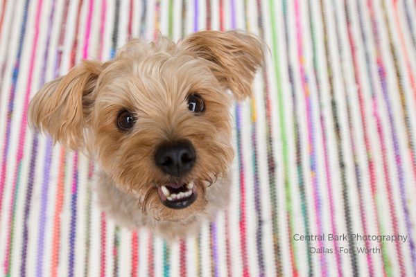 Yorkie on stripes smiling for Frisco dog photographer